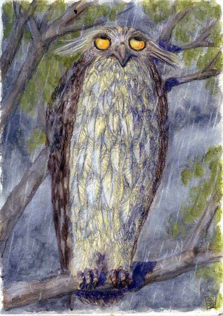 A very wet owl gazes at the sky wondering why oh why he did not bring an umbrella.